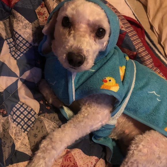 Meet Molly❤️ - Picture 12 of 16